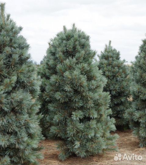 Кедр корейский семена