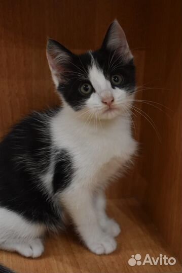 Котенок