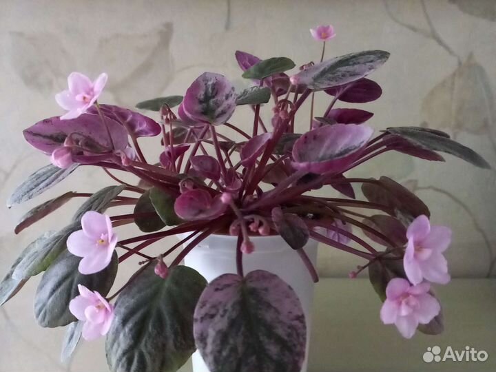 Фиалки трейлеры