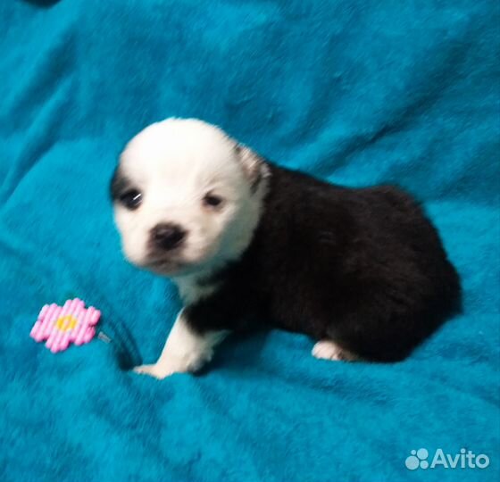 Щенок, девочка, панда в добрые руки