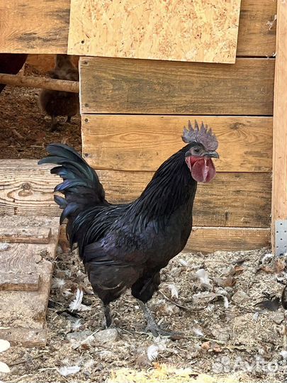 Петух ухейилюй