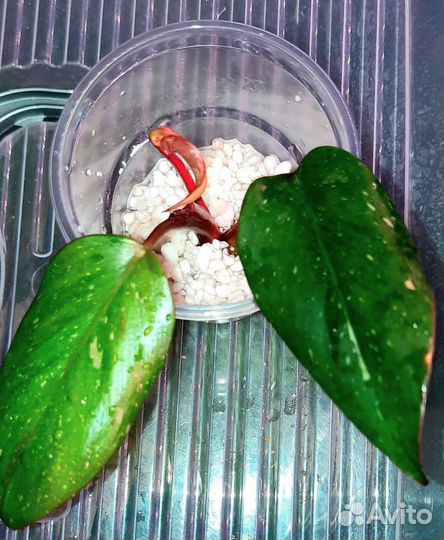 Филодендроны-Фуззи Патиоле,Ред андерсон и Эмиральд