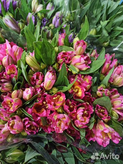 Альстромерия