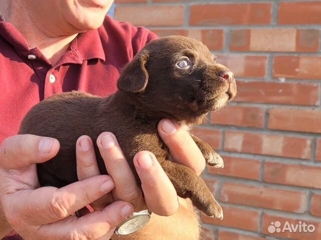 Щенок мальчик, 1месяц