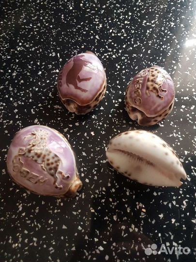 Ракушка морская