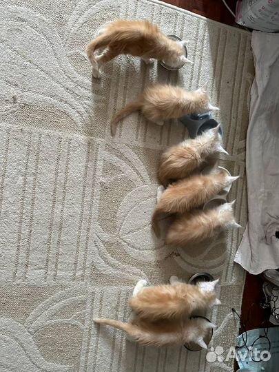 Котятки Мейнкунчики