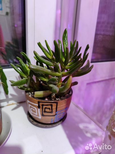 Красула хоббит