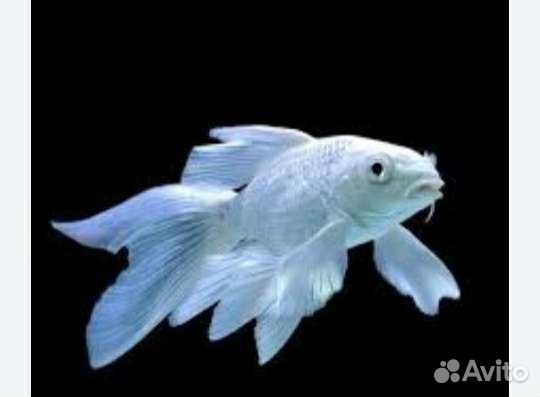 Декоративная рыба в пруд