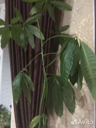 Дерево авокадо