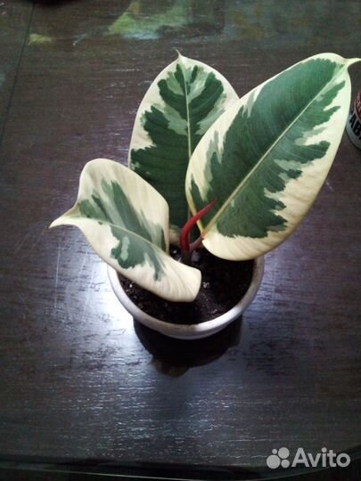 Сортовые фикусы