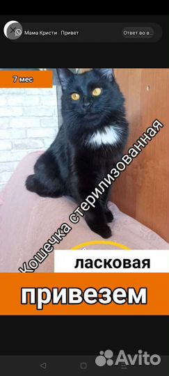 Кошечки и котики