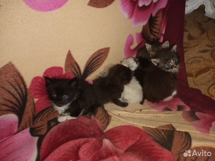 Кошки бесплатно