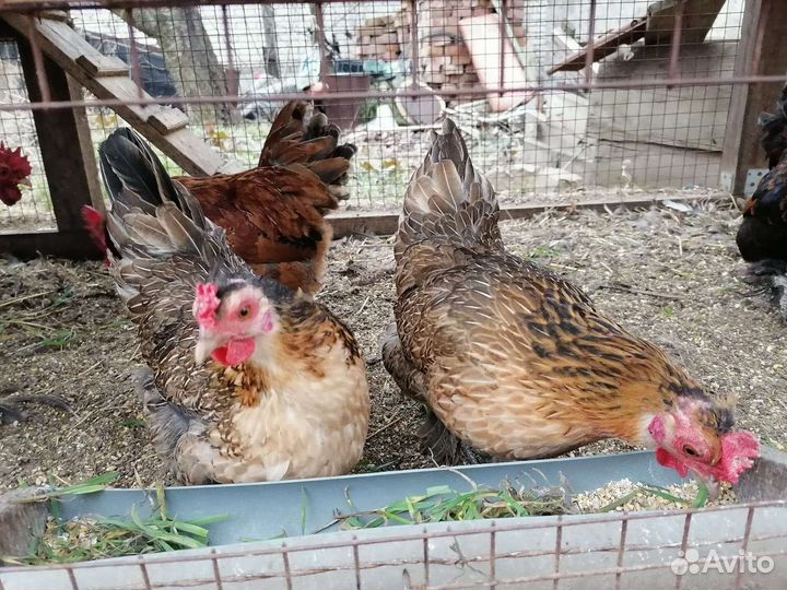 Куры петухи