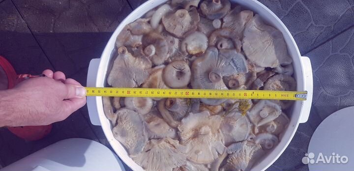 Грибы грузди соленые