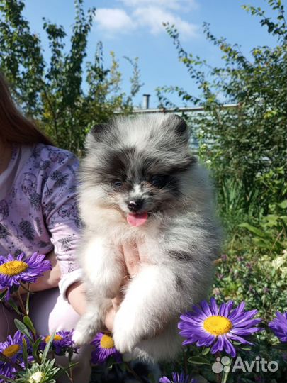 Шпице-горошенки