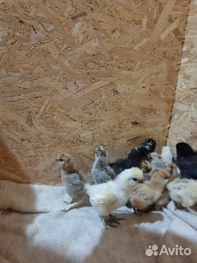 Цыплята породы Китайская шелковая