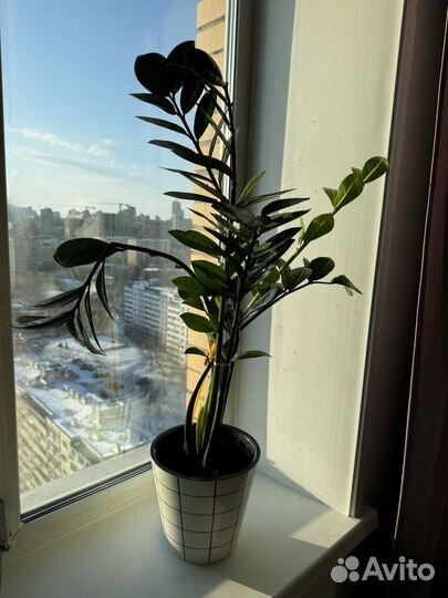 Замиокулькас