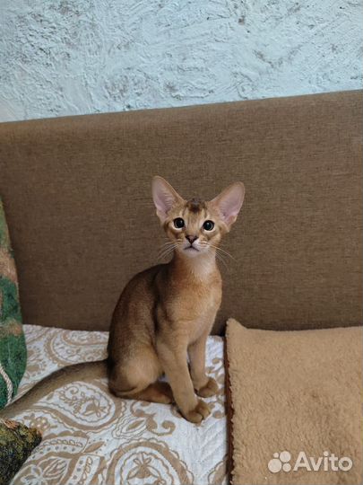 Абиссинский котёнок