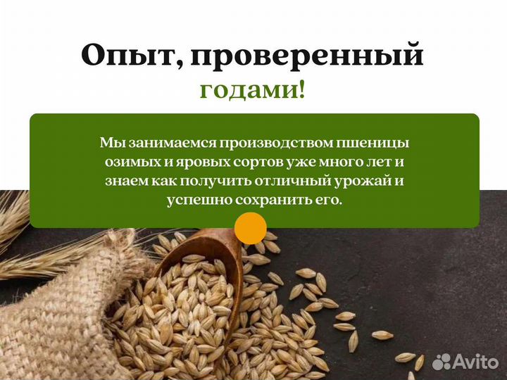 Чёрная горчица (кг)