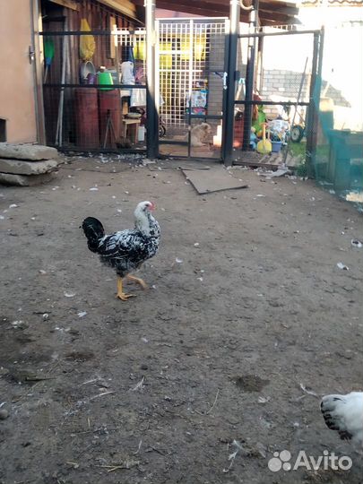 Молодые петушки