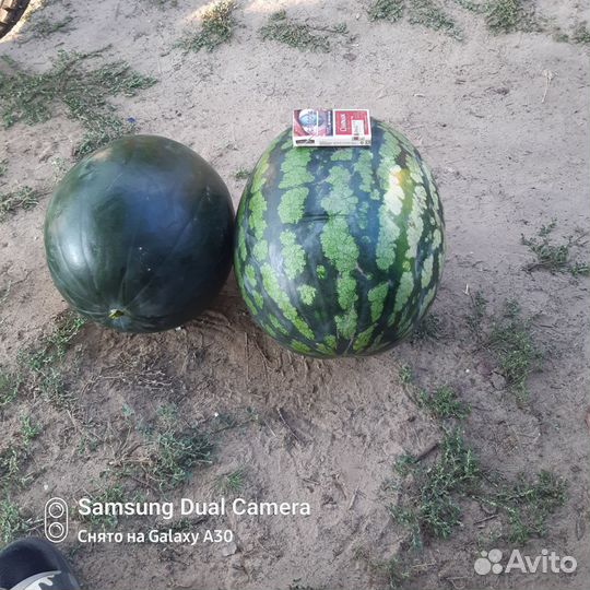 Арбуз оптом дыня второй сбор