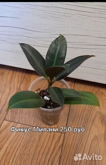 Фикус милана