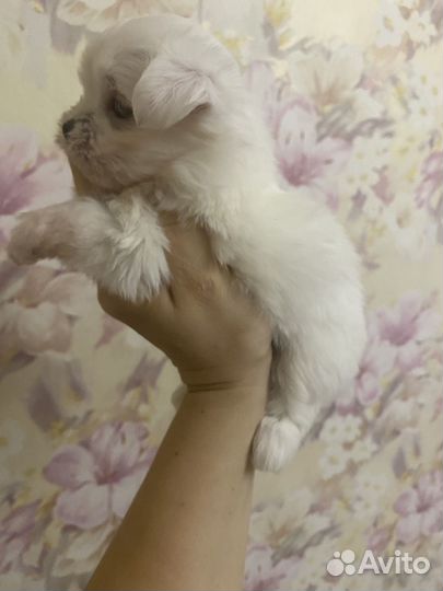 Щенки мальтезе мини