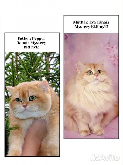 Британская золотая шиншилла