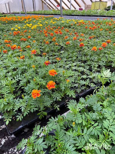 Однолетние цветы, калибрахоа, овощные культуры