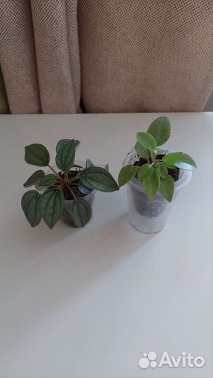 Калатея Network и другие растения