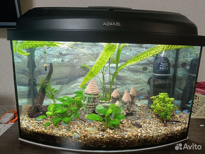 Аквариум, террариум, рыбки, креветки