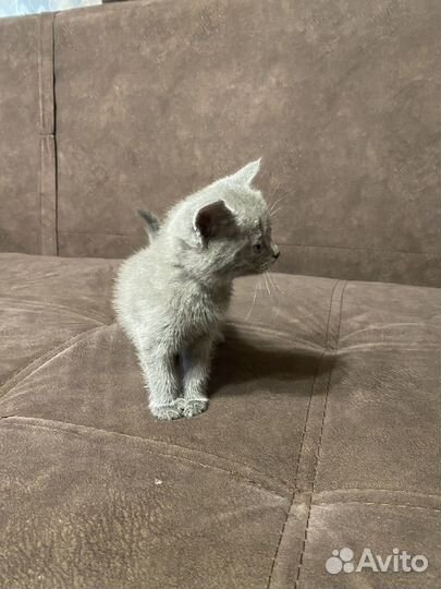 Отдам в добрые руки котят
