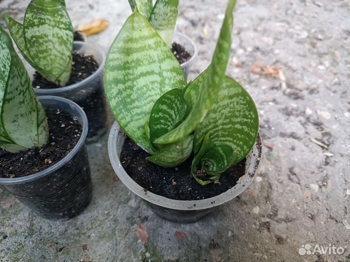 Сансевиерия/сансевьера ханни