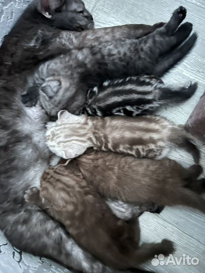 Шотландские котята