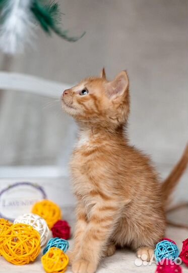 Рыжий котенок в добрые руки