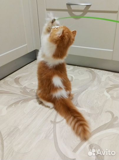 Шотландский котенок