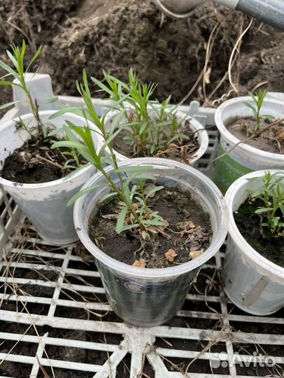 Тархун (эстрагон)