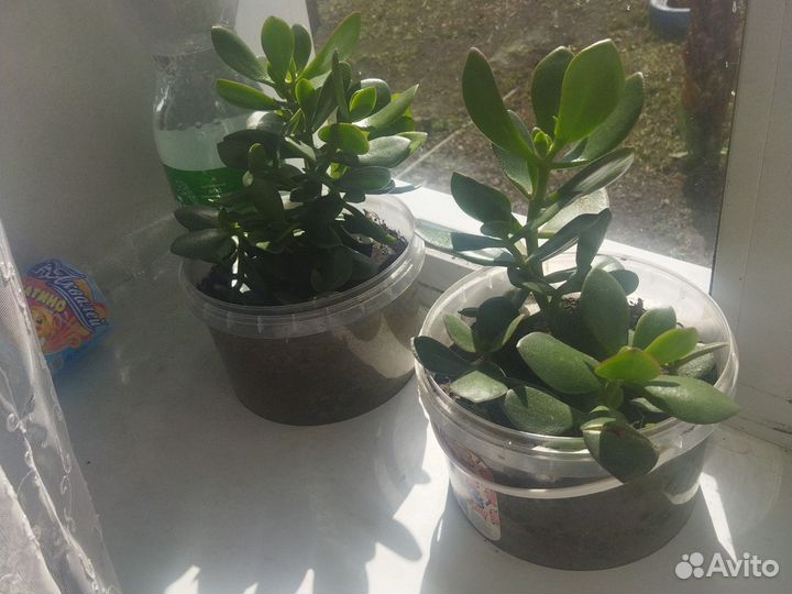 Комнатные растения