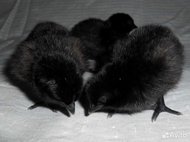 Ухейилюй Инкубационное яйцо и цыплята