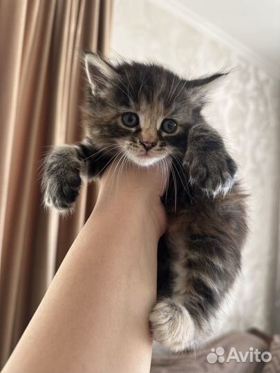 Котята девочки