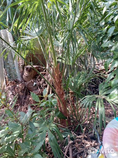 Отдам пальму