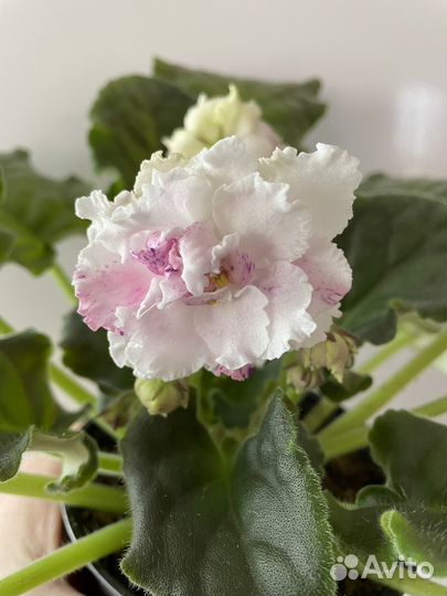 Лист фиалки сортовой