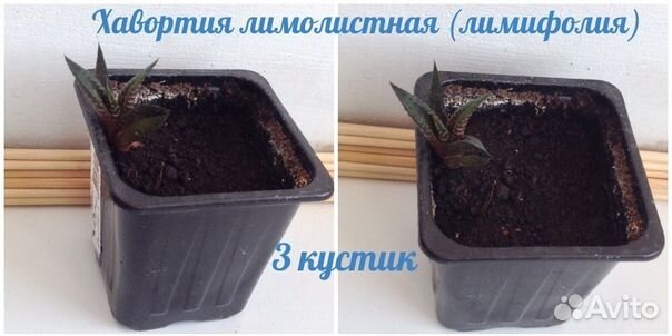 Хавортия лимолистная лимифолия Haworthia limifolia