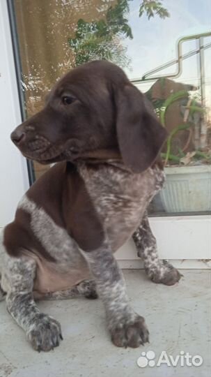 Щенки Курцхаара