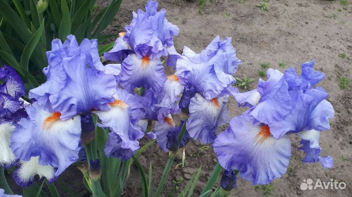 Ирисы сортовые