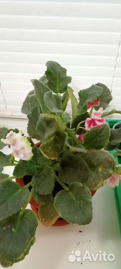 Фиалка в горшках