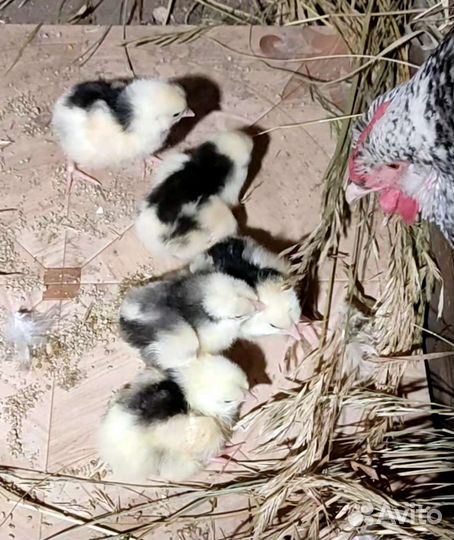 Инкубационное яйцо Пушкинских кур