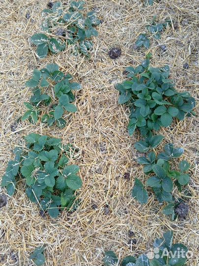 Солома в мешках измельченная (мульча соломы)