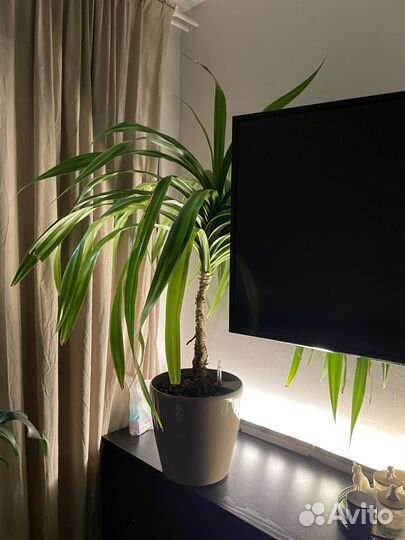 Пальма панданус винтовая пальма