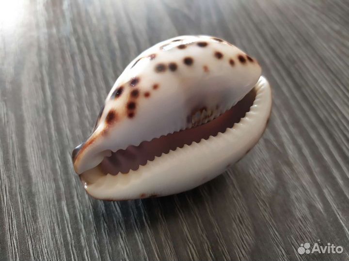 Ракушка Коля